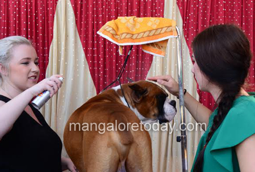 Dogs show 1